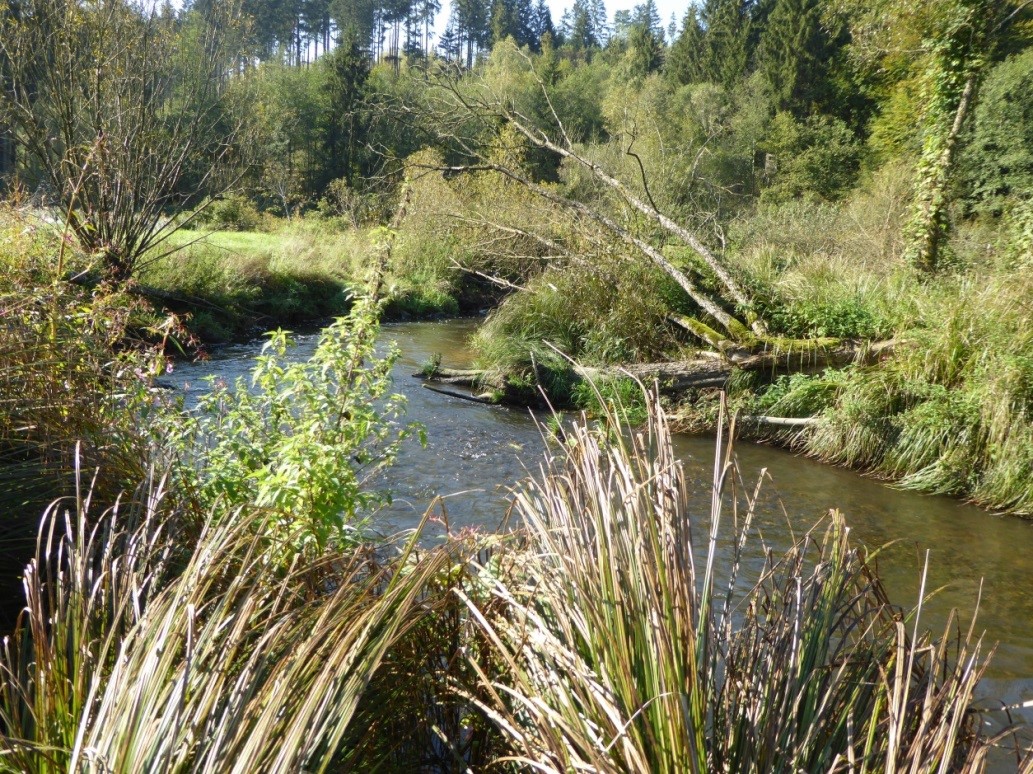 Der naturnahe Lauf der Erlau
