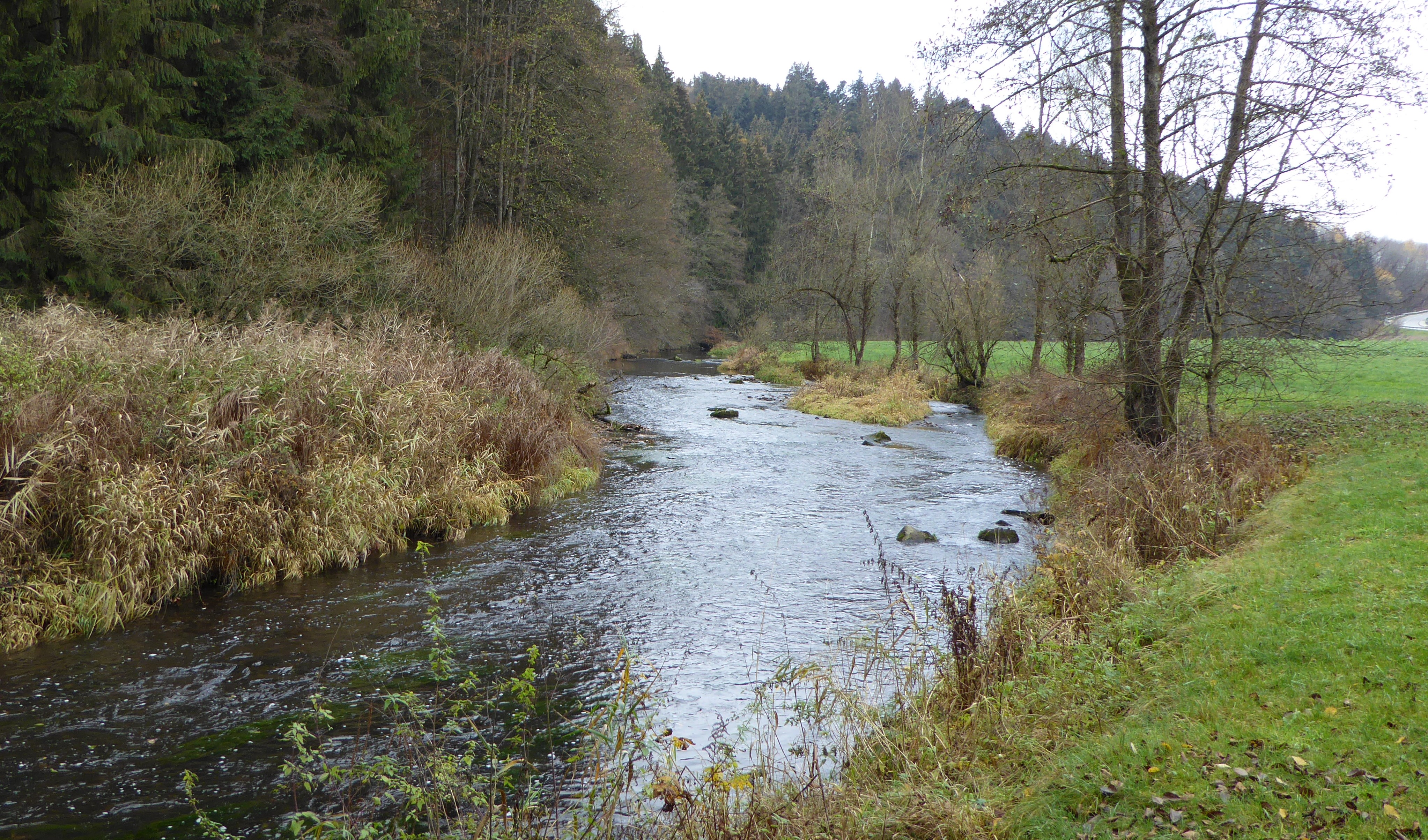 Flusslauf der Gaissa am Rande eines Waldes