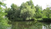 Ruhiger Lauf der Ilz
