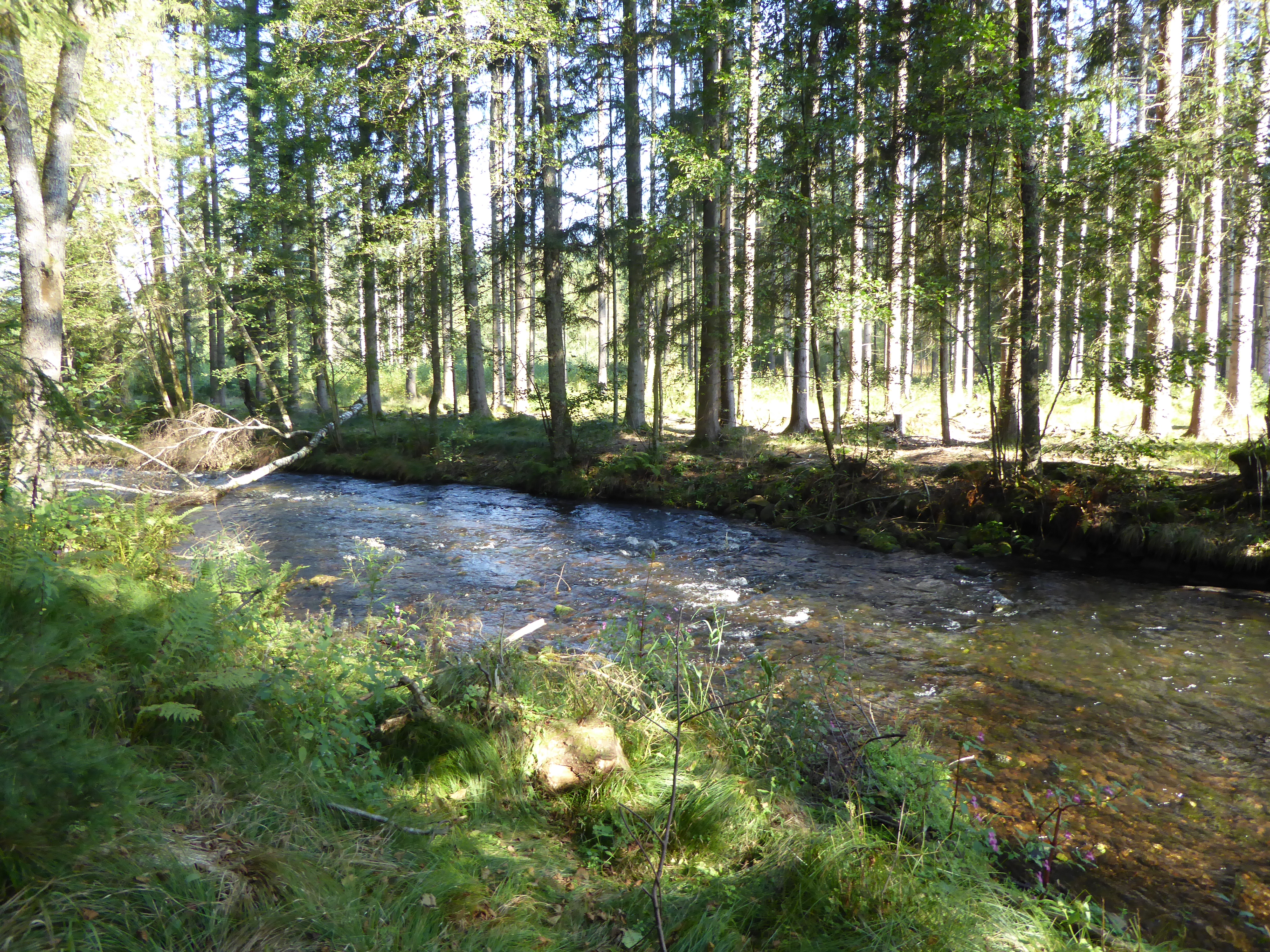 Zu sehen ist der kleine Regen in einem Waldstück