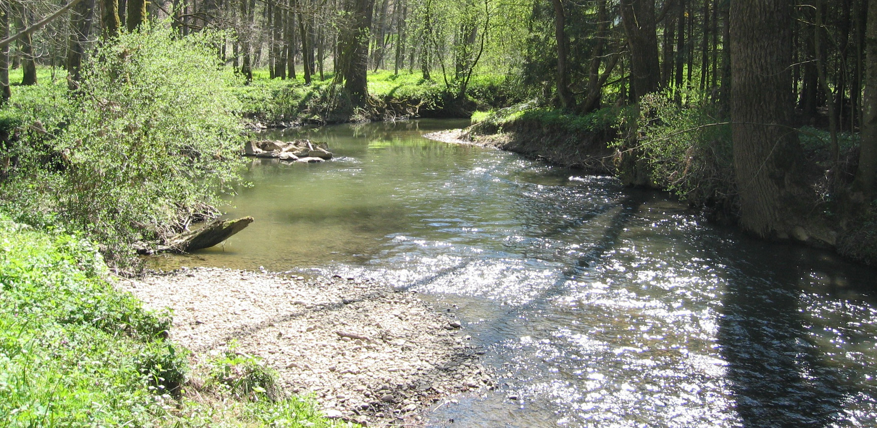 Lauf der Wolfach in einem Waldgebiet